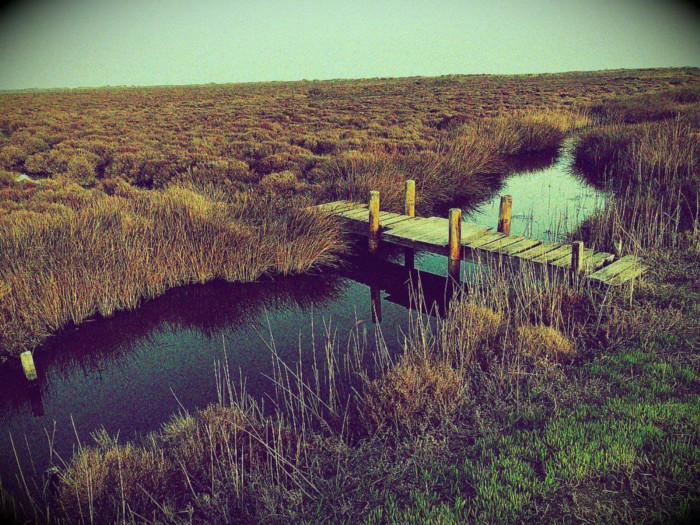 Pont de bois traversant des marais