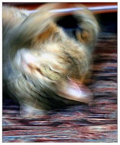 chat qui roule sur un tapis