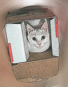 Chat dans un carton