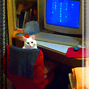 Chat assis sur un fauteuil, devant un écran d'ordinateur